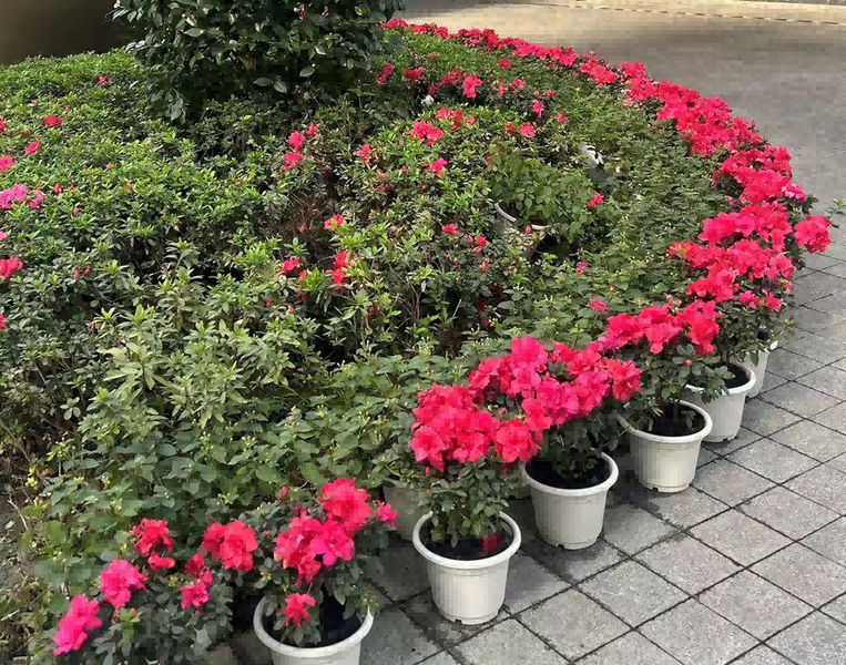 Chongqing Prosper International Trade Co., Ltd. ligne de production du fabricant